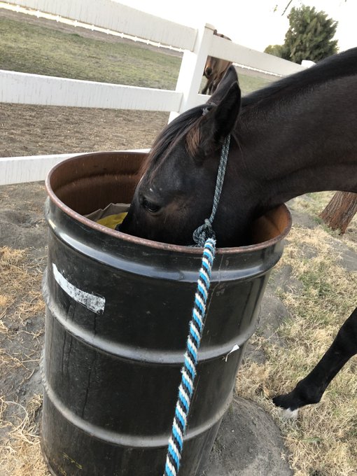 AprilWheeler5's tweet image. In the top right, Nileist was in such a hurry to get to the garbage that he knocked down the Slow Down Scooter Sign!🤣🤣🤣 Bottom left, he was told NOT to smell the garbage, Bottom Right: I guess it was in one ear and out the other! 🤣🤣🤣🤣