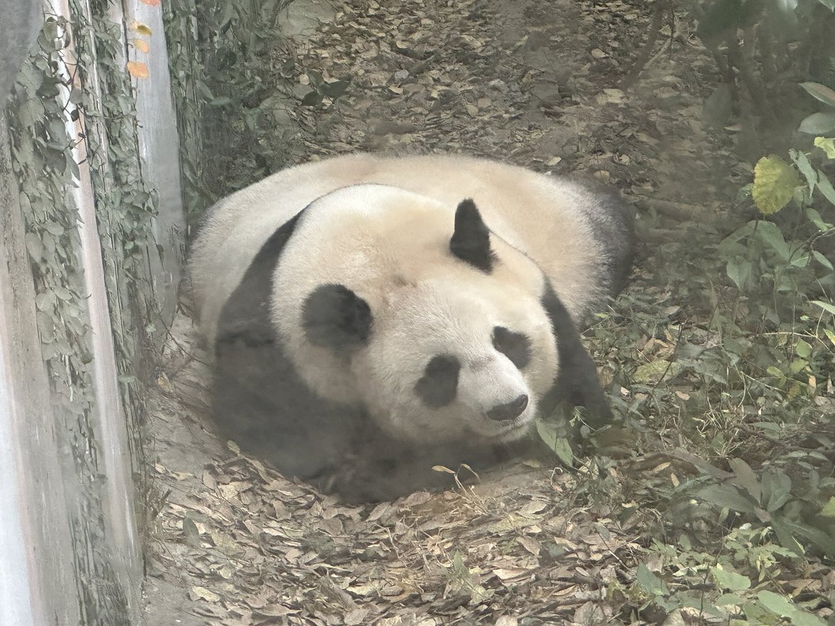 w7310525310384's tweet image. 一天见到三只趴趴熊 #panda #cute #互fo