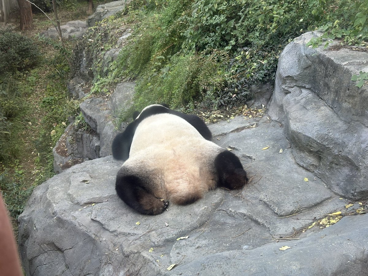 w7310525310384's tweet image. 一天见到三只趴趴熊 #panda #cute #互fo