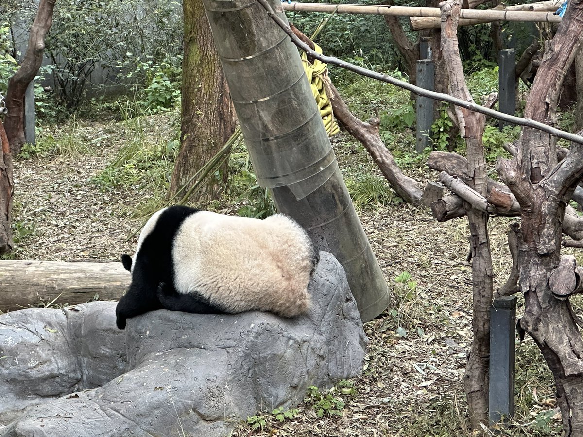 w7310525310384's tweet image. 一天见到三只趴趴熊 #panda #cute #互fo