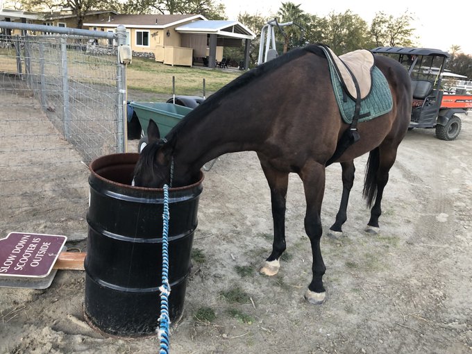 AprilWheeler5's tweet image. In the top right, Nileist was in such a hurry to get to the garbage that he knocked down the Slow Down Scooter Sign!🤣🤣🤣 Bottom left, he was told NOT to smell the garbage, Bottom Right: I guess it was in one ear and out the other! 🤣🤣🤣🤣
