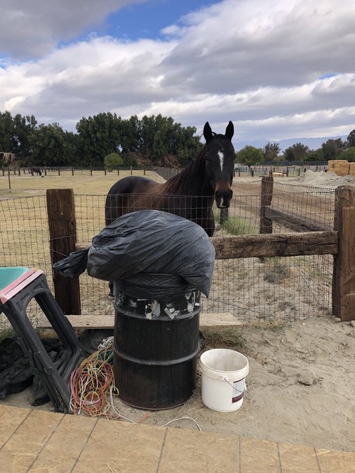AprilWheeler5's tweet image. In the top right, Nileist was in such a hurry to get to the garbage that he knocked down the Slow Down Scooter Sign!🤣🤣🤣 Bottom left, he was told NOT to smell the garbage, Bottom Right: I guess it was in one ear and out the other! 🤣🤣🤣🤣