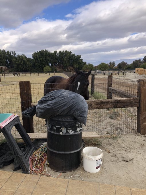 AprilWheeler5's tweet image. In the top right, Nileist was in such a hurry to get to the garbage that he knocked down the Slow Down Scooter Sign!🤣🤣🤣 Bottom left, he was told NOT to smell the garbage, Bottom Right: I guess it was in one ear and out the other! 🤣🤣🤣🤣