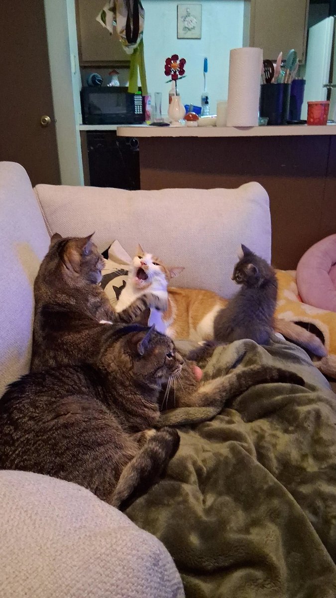 didiisnothere's tweet photo. @LilyPichu Hello i hope u choose my babies :) https://t.co/LdtlLeEV7G