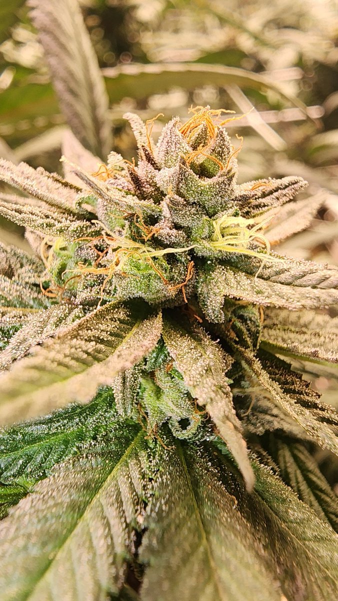 Dj Short Blueberry pheno  no 4