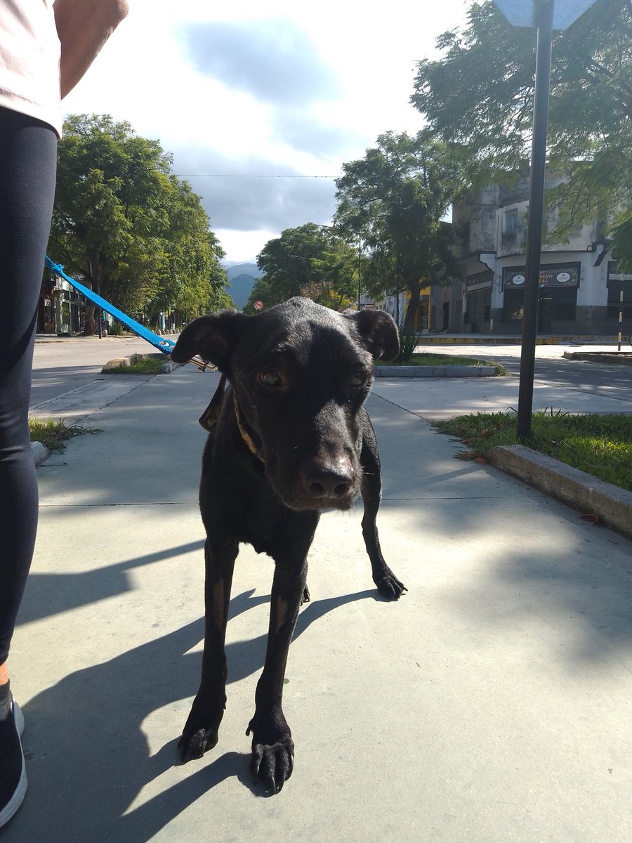 Hoy después de muchos meses de tu partida te extrañé como siempre,pero esta vez volvió ese nudo en la garganta y ese dolorcito en el pecho.Recordé tu carita,tus ojitos, escucharte ladrar y correr x la casa.Te extrañé tanto hoy y siempre.Te amo mucho y nunca te olvido! RENATO♾️