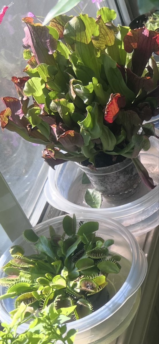 Ghost2layer's tweet image. Besides Btc Pumps and Dumps- did you know, I have a side gig besides Mining with Gomine? Its growing venus flytraps and selling them!  

Also, In my linkTree at the Bottom is where I buy some at and a website for household pots! 

#Funpost