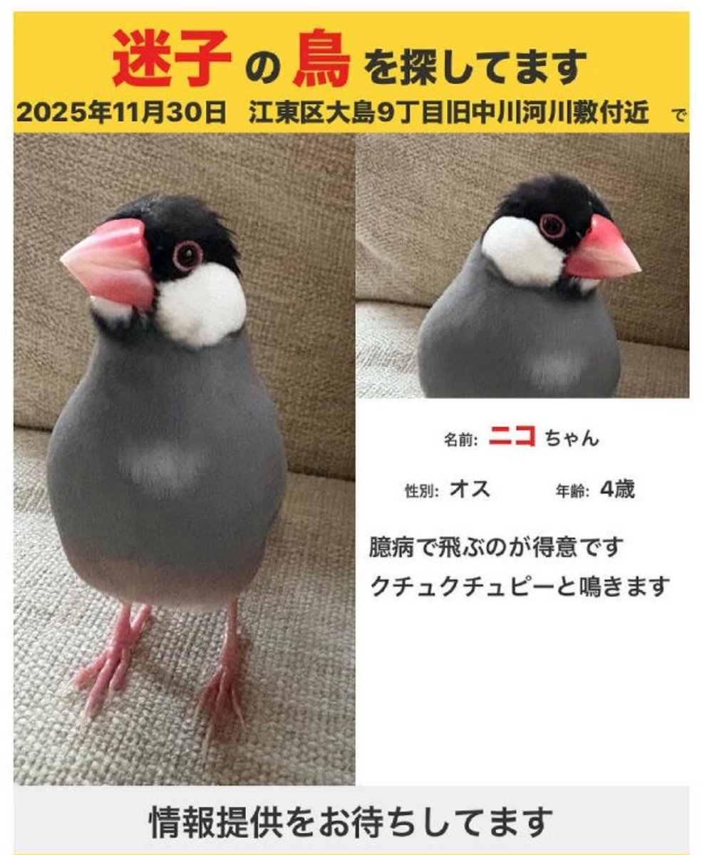 八王子市・迷子猫【ナツ】を探しています🔍️ (@natuchan7272) / Posts / X