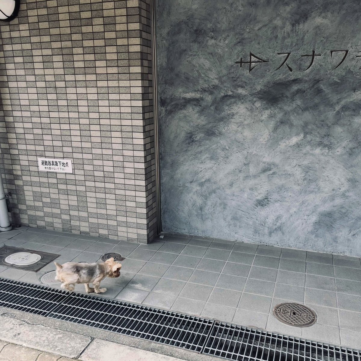 「ジョージです！ きたよー」