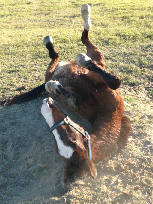 AprilWheeler5's tweet image. I remember when Smoothie was first able to roll again after his hooves were fixed. He was so happy and proud! I bet Smoothie is watching over Spirit! 💕@GloriousAllianc