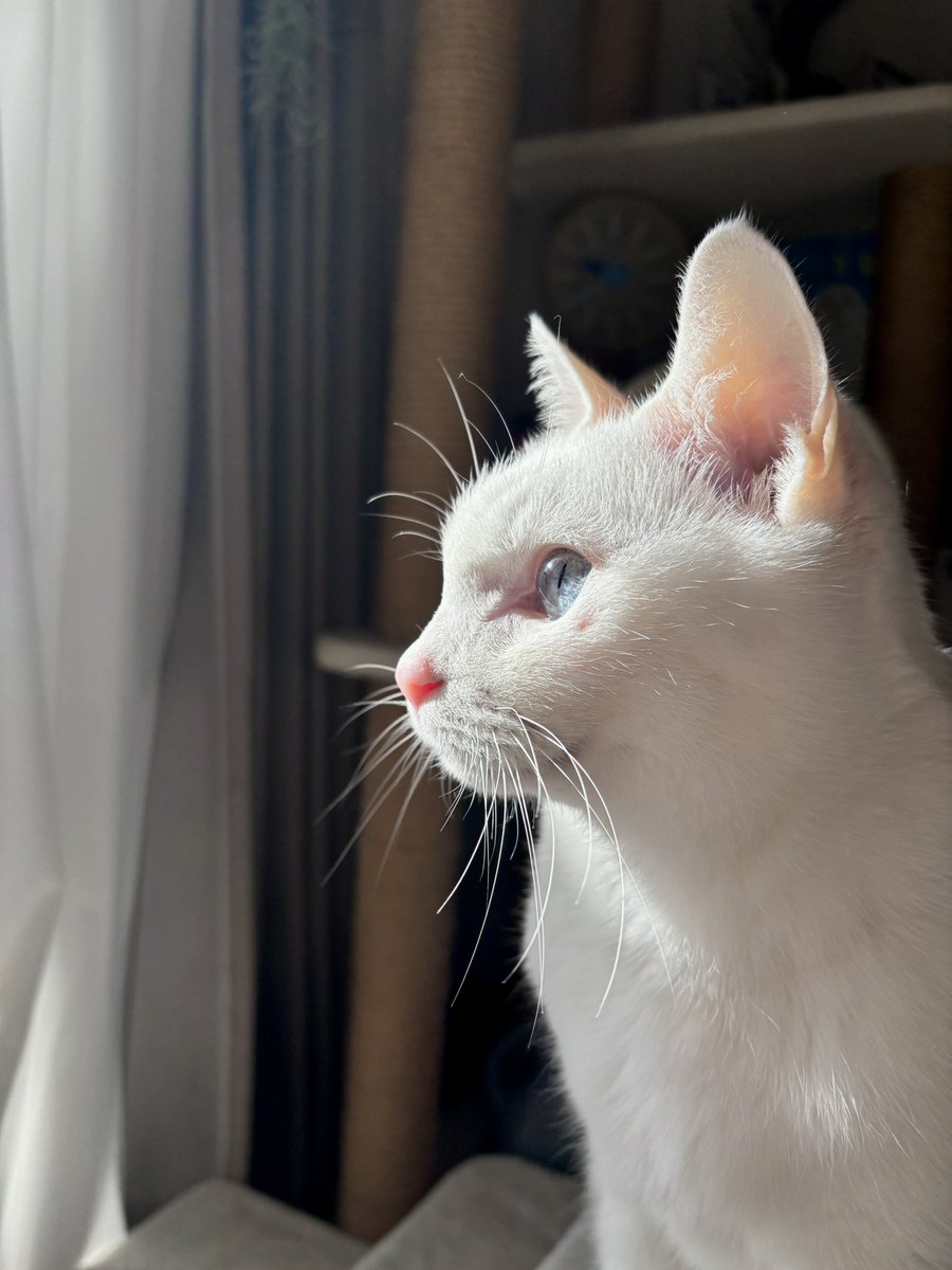 残すところ今年もあと１ヶ月…
何かと慌ただしい師走も元気に過ごしたいものです( ᵒ̴̶̷᷄◡̶͂ᵒ̴̶̷᷅ )و

朝日に照らされると目の下のおハゲが目立つねぇ〜💦
（昨夜こしらえました）

#猫のいる暮らし　#猫のいる幸せ　#猫