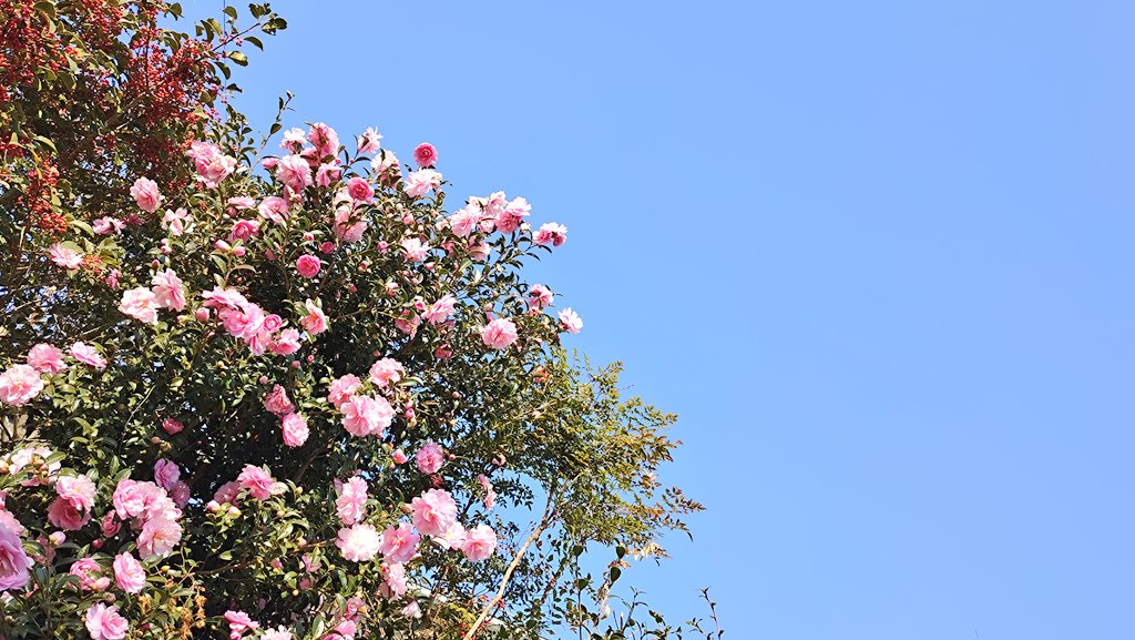 baucyan1's tweet image. #イマソラ #天気 #小春日和 #12月1日
暖かくポカポカ陽気の12月1日🚶‍♀️👕⛱️☀最高気温21℃予報🐱🌸🍁🌞