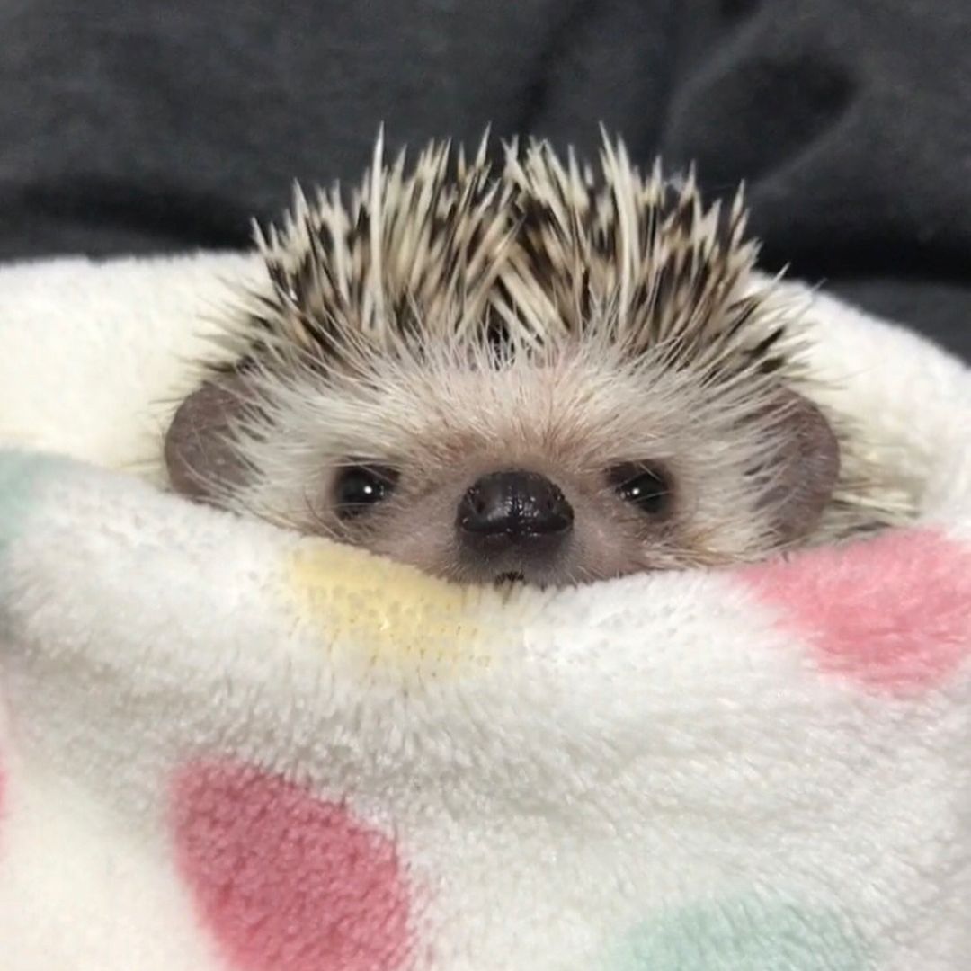 a giant baby hedgehog
