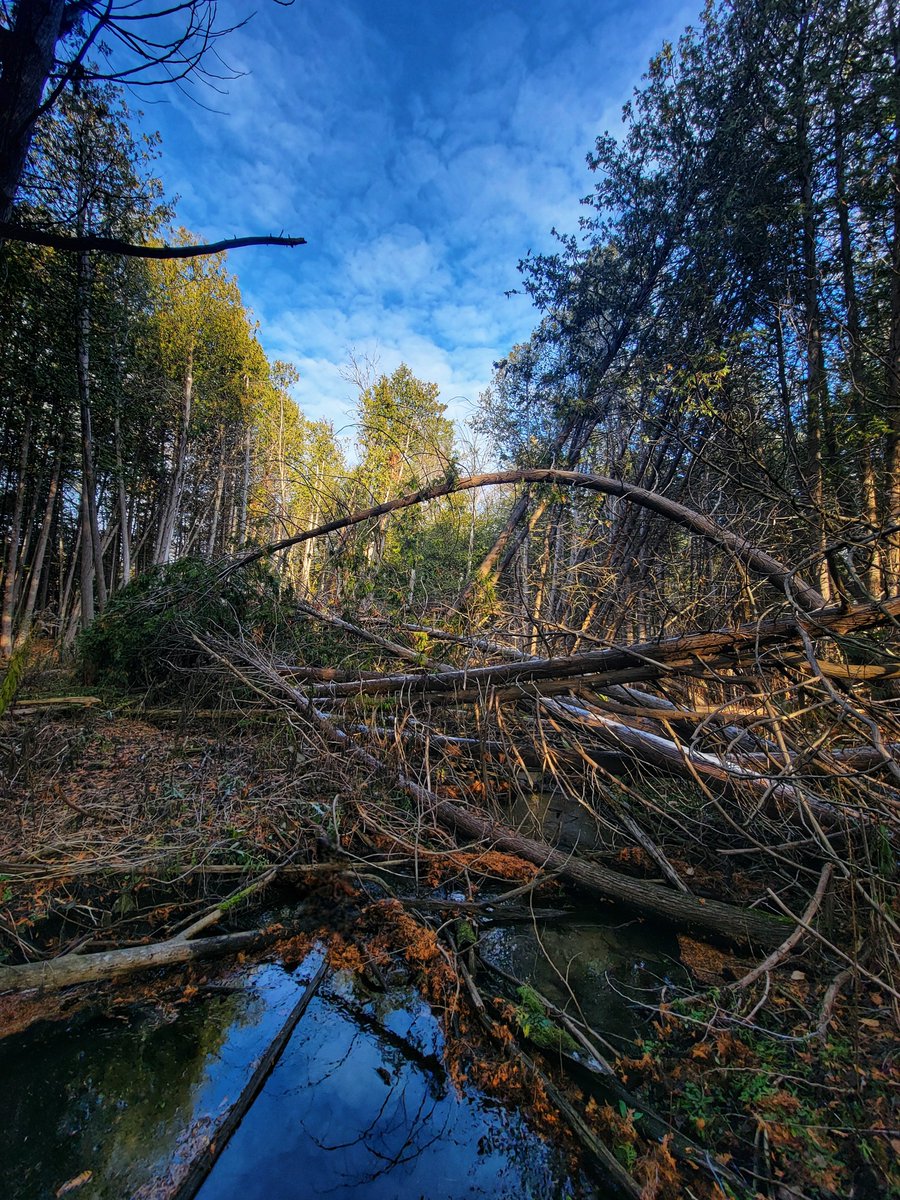 Fall blues and evergreens