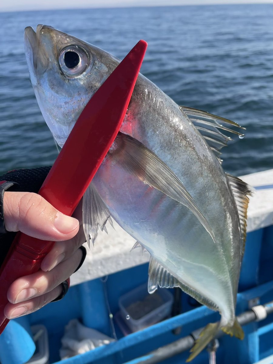 tamuraFuku's tweet photo. 🎣＼お知らせ／🎣
　年末恒例走水沖の豚アジ仕立て釣行を開催！
　ゲストに豚アジ釣りのスペシャリスト、よしださんをお招きし、新造船も就航の和彦丸で！
　参加ご希望の方はDMでお知らせください！

開催日：12月29日（月）　
船宿　：和彦丸（鮫洲駅至近）
乗船料：10,500円（エサ付き・ショート） https://t.co/X9FMWMRF1Q