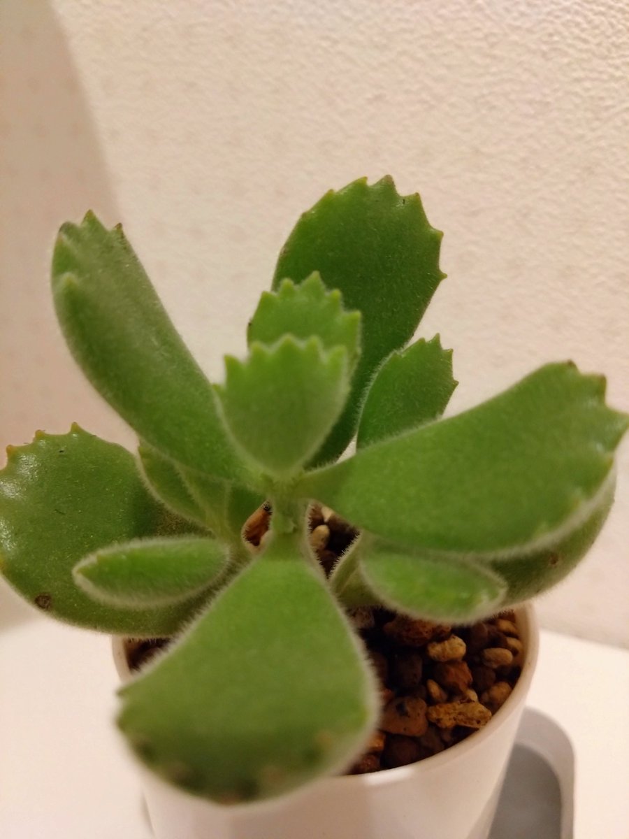 タニラーに進化しつつあるモグみ。