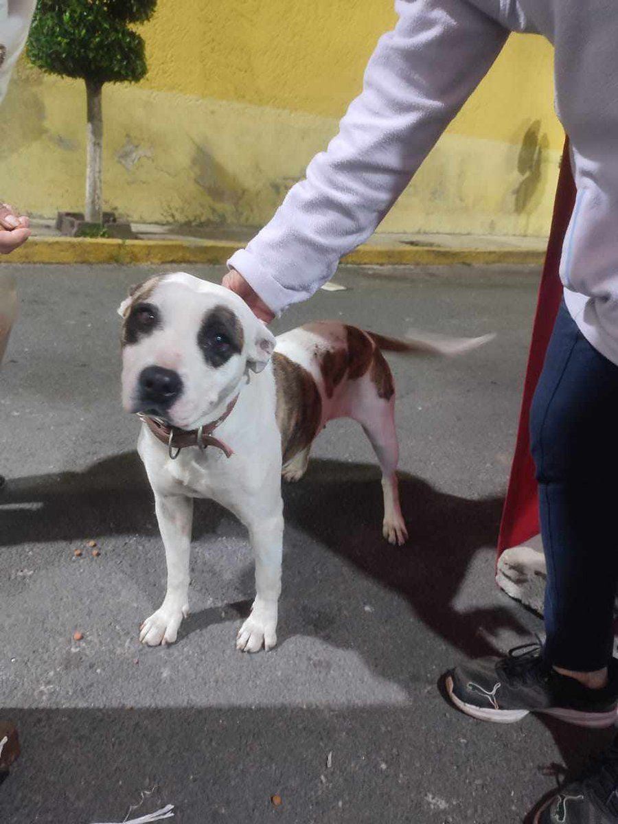 HELA_MORE's tweet photo. Compartimos reporte:

Perrita tipo pit bull necesita resguardo de manera urgente,está en una zona donde se sabe hay peleas de perritos y temen la puedan agarrar para darle mal uso,es muy confiada y noble.

Si la puede ayudar avísanos y te ponemos en contacto con su reportante.
NO ESTÁ RESGUARDADA.
CDMX