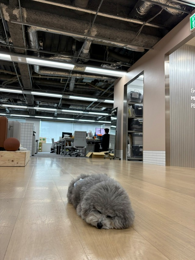 livedoornews's tweet image. 【かわいい】オフィスで犬がお昼寝…ペット同伴可の会社にネット「喜んで毎日出社する」の声
news.livedoor.com/article/detail…

飼い主従業員とともに出勤する「社員犬」は、飼い主の勤務中は自分のベッドや同僚についていくなど自由に過ごす。中には、怒られた犬が逃げ込む用の人間の社員もいるという。
