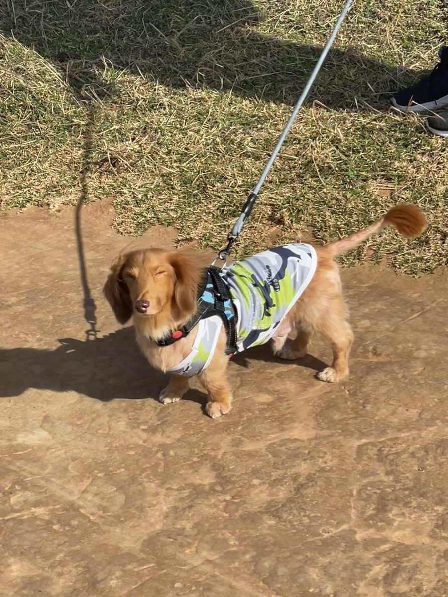 zqqhvv's tweet photo. そうです!とてもかわいい子犬を見つけました😄 https://t.co/5xV6GBx8Vh