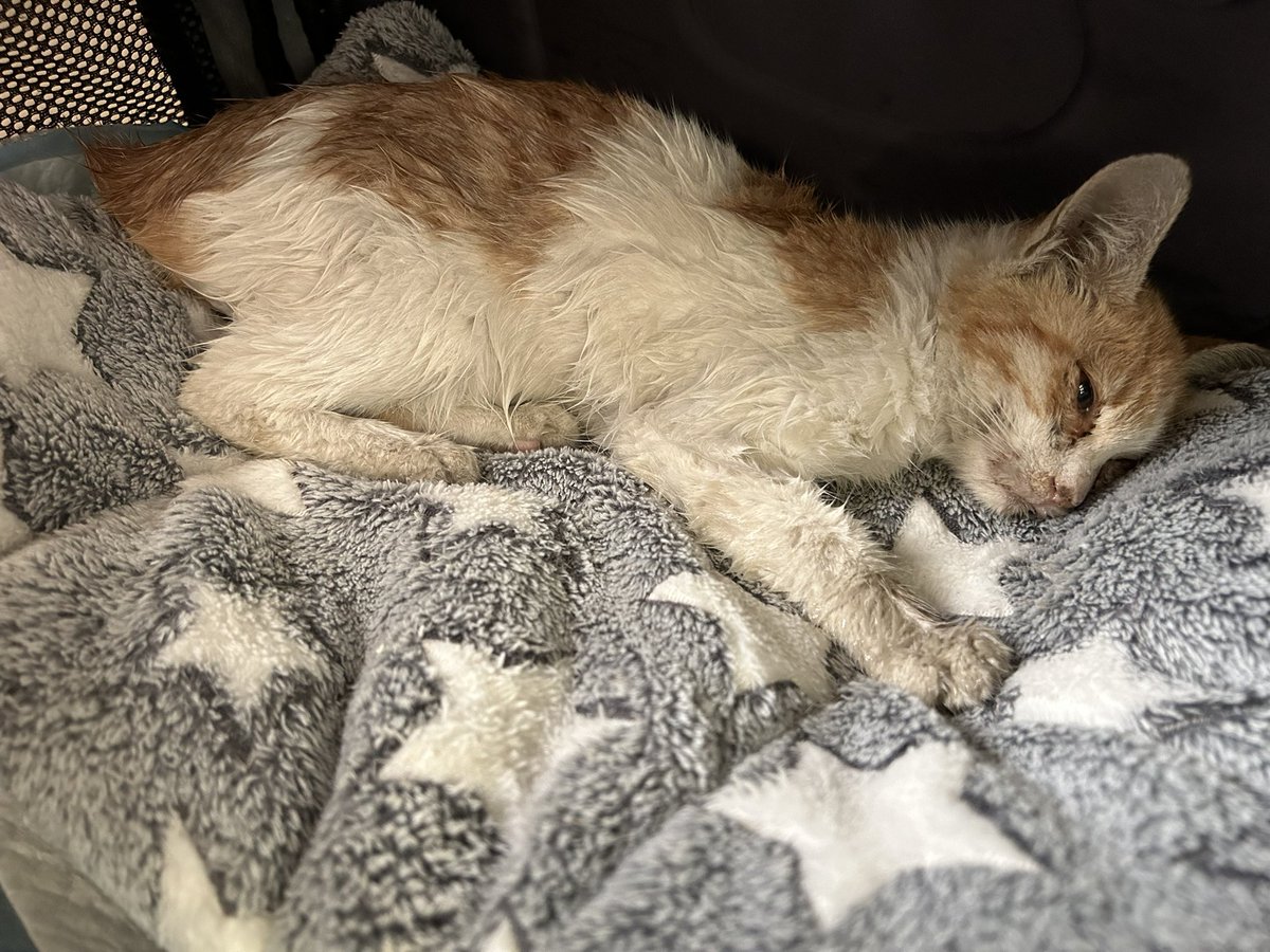 😽نجمه الغامدي😽 tweet media