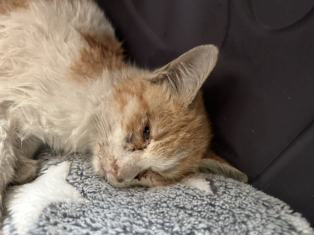 😽نجمه الغامدي😽 tweet media