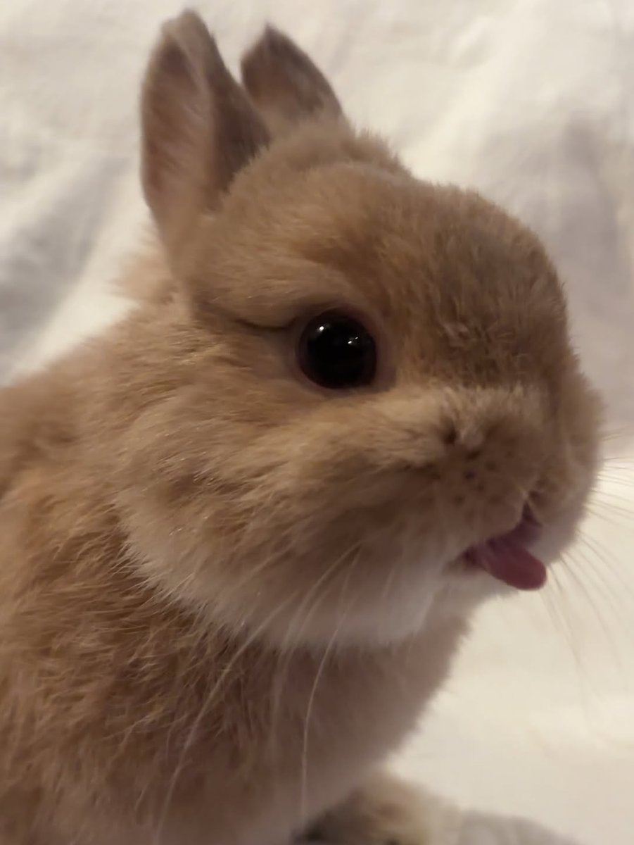 majidawan764334's tweet image. 