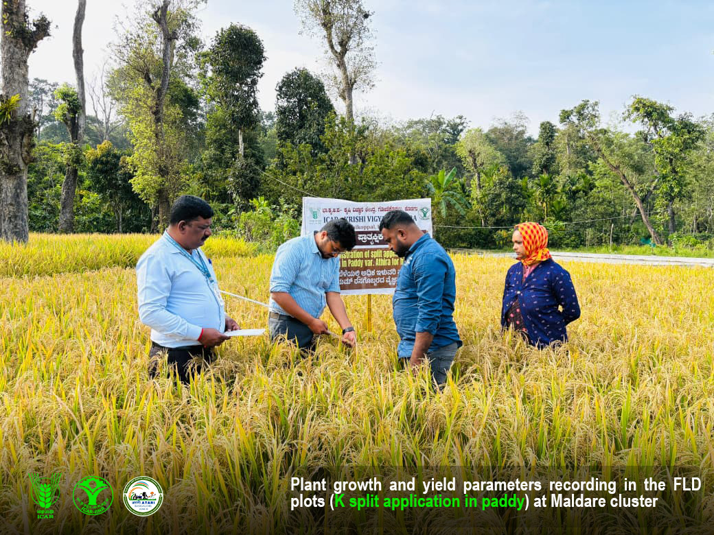 KvkKodagu's tweet image. @KvkKodagu team recorded the plant growth and yield parameters  in the Front Line demonstration (K split application in paddy) plots at Maldare cluster. #Paddy #Potassium