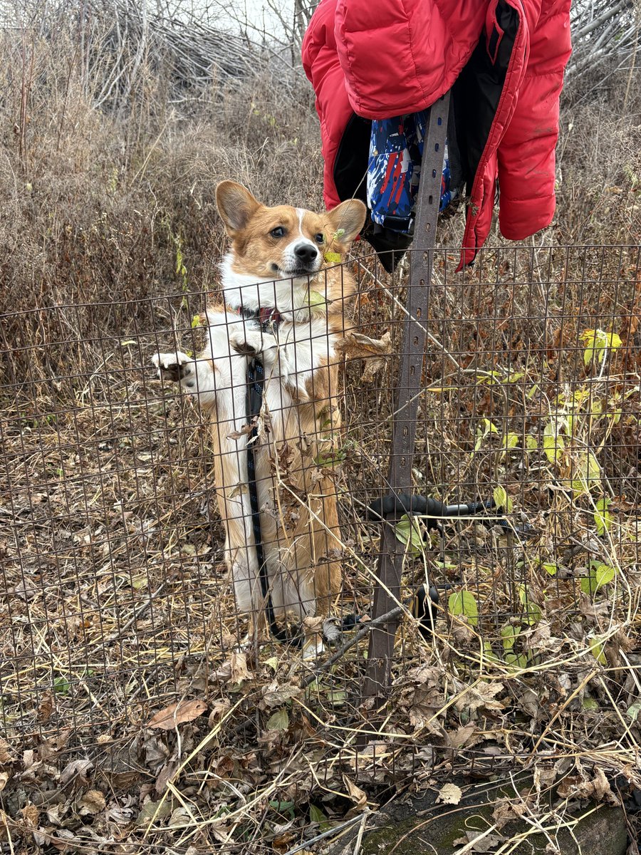 Bowiethegoodboy's tweet image. Wished the mini horses liked me so I could go play in the field, too.
The kick and bite me 🙁
#Corgi #CorgiCrew
