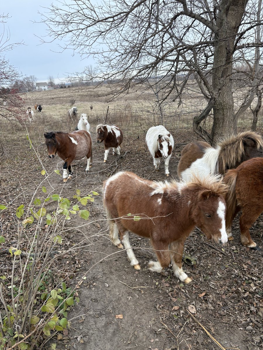 Bowiethegoodboy's tweet image. Wished the mini horses liked me so I could go play in the field, too.
The kick and bite me 🙁
#Corgi #CorgiCrew