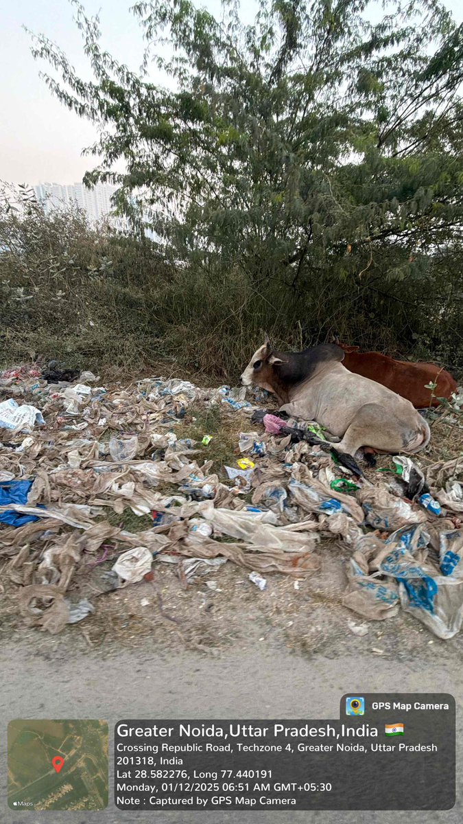 abhishek_nefowa's tweet photo. .@myogiadityanath @myogioffice @CMOfficeUP @NandiGuptaBJP @DrArun_BJP @byadavbjp @PMOIndia @narendramodi @CPCB_OFFICIAL @MoHUA_India @Secretary_MoHUA @mlkhattar @CAQM_Official @UppcbN @uppcbofficial @dmgbnagar 

कृप्या शिकायत का संज्ञान लेते हुए @OfficialGNIDA को ग्रेनो वेस्ट में QRT टीम बढ़ाने का निर्देश देने की कृपा करें।
यह ग्रेनो वेस्ट के पंचमुखी हनुमान मंदिर के पास सर्विस रोड का नजारा है। ग्रीन बेल्ट के जगह में कूड़ा ही कूड़ा भरा हुआ है। इसी कूड़े में गाय माता और अन्य मवेशी अपना खाना ढूंढते हुए कूड़ा भी खाते हैं। यहीं पास मे एक कबाड़ी वाले ने अपनी झोपड़ी डाली हुई है। कृप्या हनुमान मंदिर के दोनों तरफ से कूड़ा और कबाड़ी वाले को हटाएँ।