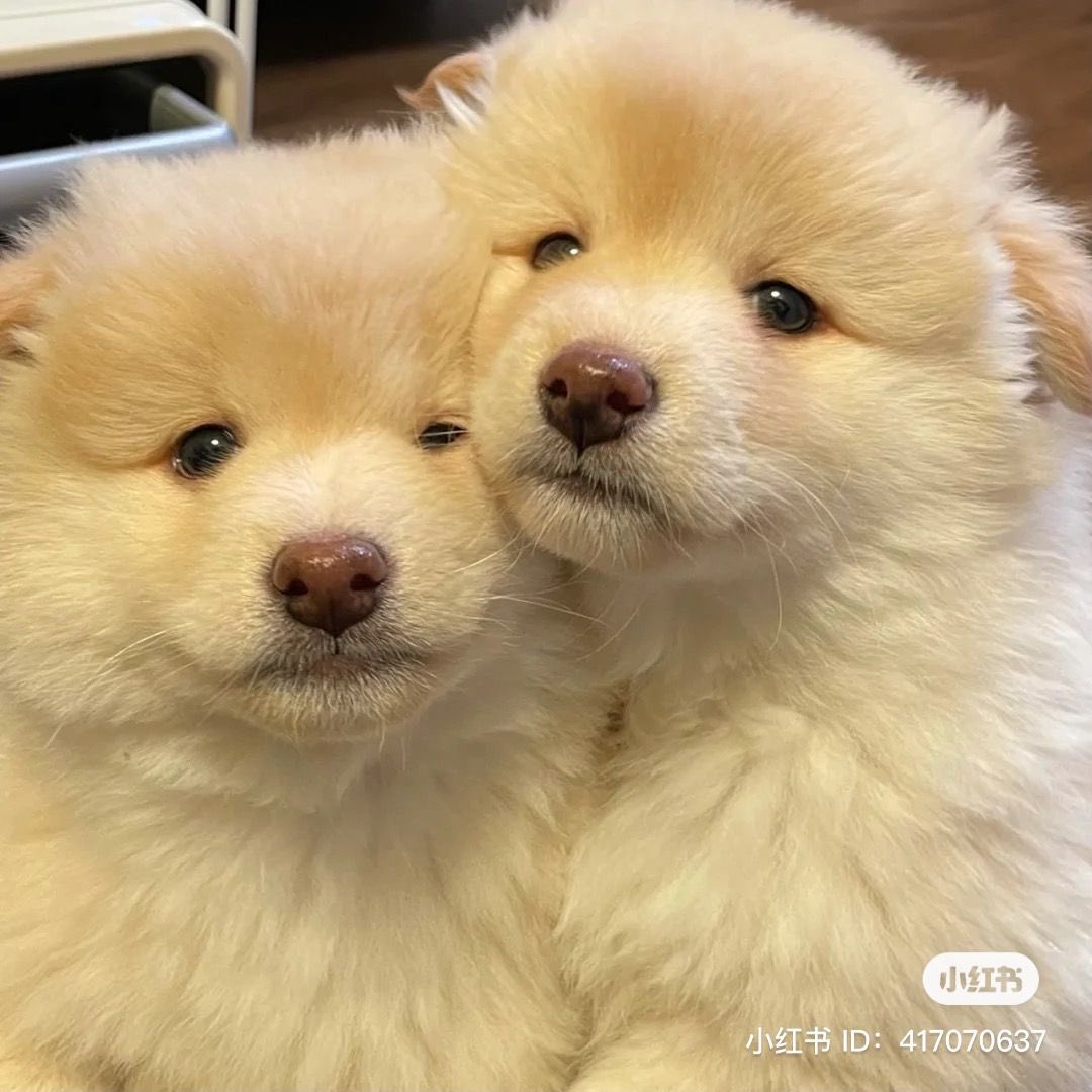 majurkng_'s tweet image. 강쥐들 … 🤍🤍🤍