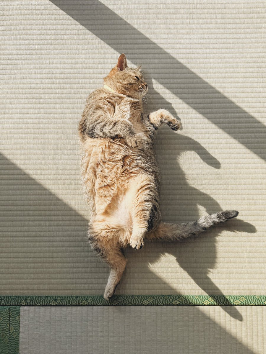 __Spica0's tweet photo. 本日の落ちてる猫です https://t.co/eN5efTvgJV