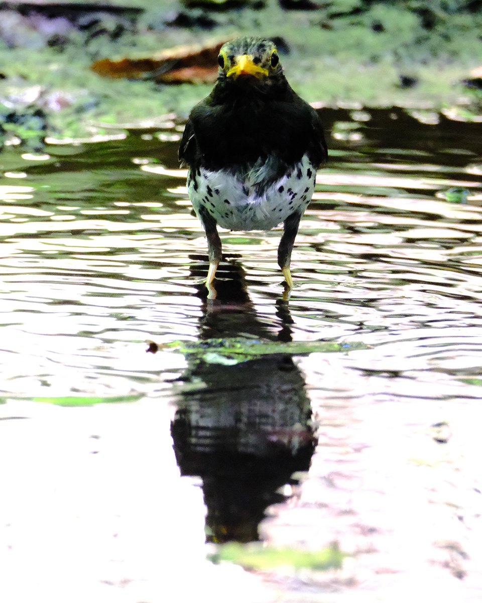 akinmhf's tweet photo. 水浴び中失礼
クロツグミさん

#クロツグミ #japanesethrush #黑画眉
#野鳥 #野鳥撮影 #野鳥写真 #野鳥倶楽部 
#野鳥好きな人と繋がりたい
#fujifilm #fujifilmxseries #xh2 https://t.co/wOHyTt6BvX