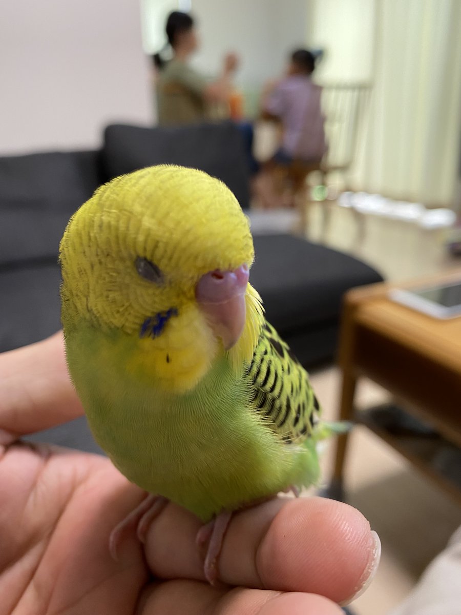 拡散希望】 セキセイインコの迷子情報です 場所：広島県府中市府中町