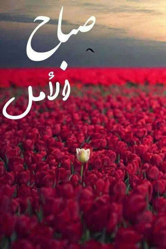 صباح الأمل والنور، صباح تُزهر معه القلوب ثقة بالله🙏🏻💛🍃