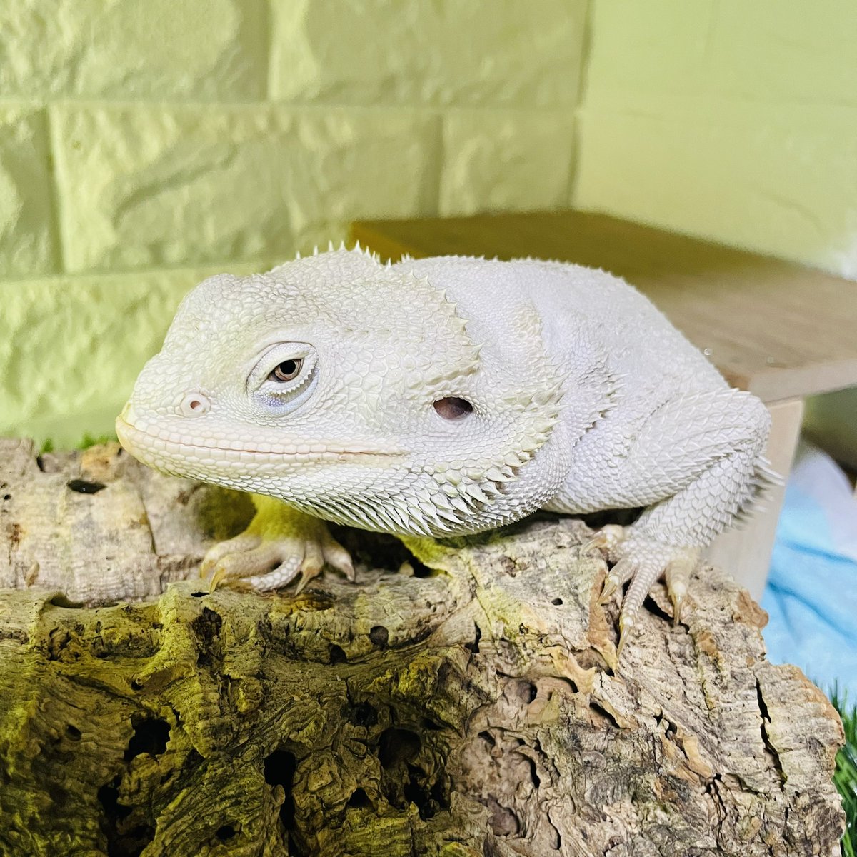 rin momo⭐︎モモンガポーチ屋さん　1104040 天板金網 モモンガポーチ | hug momo