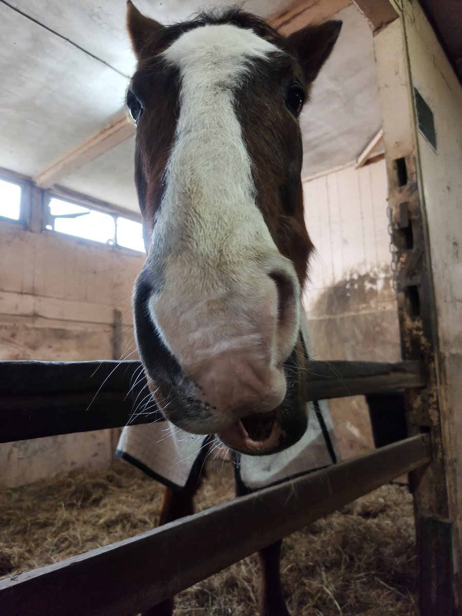 本日のノーザンレイク男子チーム。
とにかく飯！のパンチと飯よりアシゲチャン！なドットさん。
ドットさんは終始ご機嫌で、コートをハムハムして絡んできました。
メトさんは敷地内巡回中だそうで本日は不在でした。
※見学要予約
#ノーザンレイク
#メイショウドトウ
#ネコパンチ