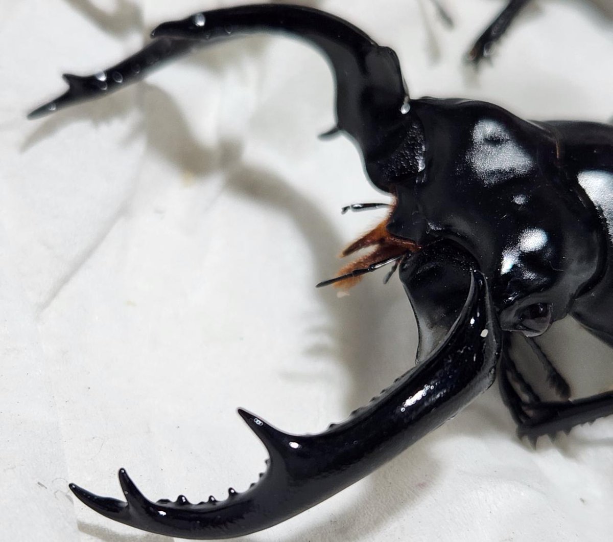 Wild-Village tweet media