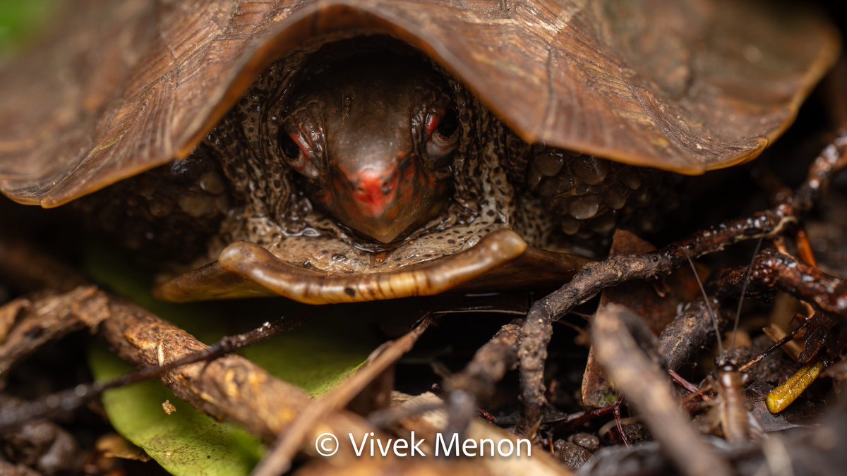 vivek4wild's tweet image. Next chat was with Craig and @NataGalle the co chairs of the @IUCNssc #Tortoise &amp;amp; Freshwater #Turtle group of the threats to its varied members from the Giant Aldabra Tortoise to the small Cochin Cane Turtle, the Eastern Box Tortoise to the Indian Flapshell Turtle!