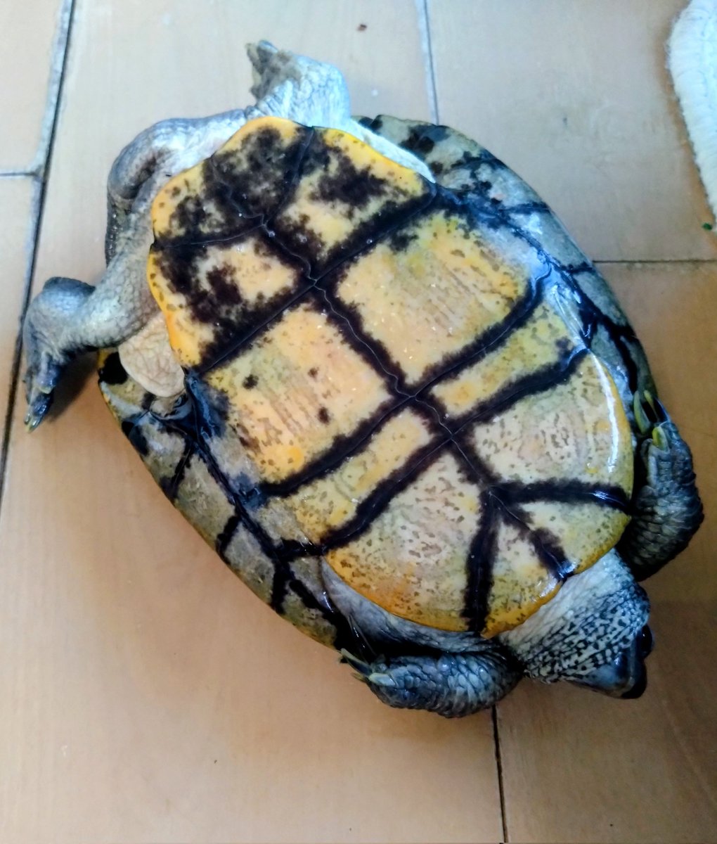 かめきち (@testudo216) / Posts / X