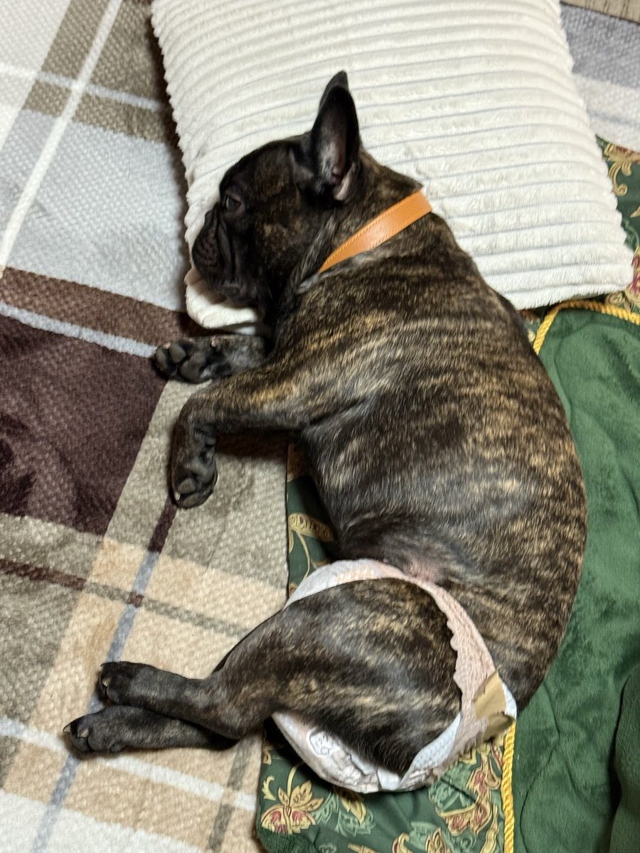 狼か。