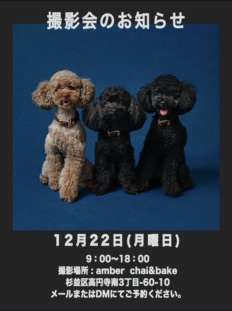 amber_chai_bake's tweet photo. 普段の写真とはまた違ったプロのカメラマンさんによる写真！
特別な思い出になるかと思いますチ
ご希望の方は犬の写真館さんのインスタグラムより直接のご連絡をお願いいたします
dog_photostudio https://t.co/PXXsQZYbUw