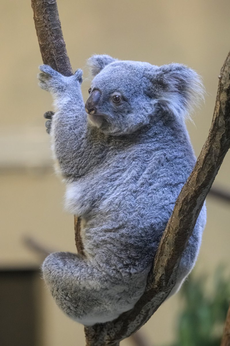 木の枝に食い込んでる感じがたまらん☺️
#多摩動物公園 #コアラ #きらら