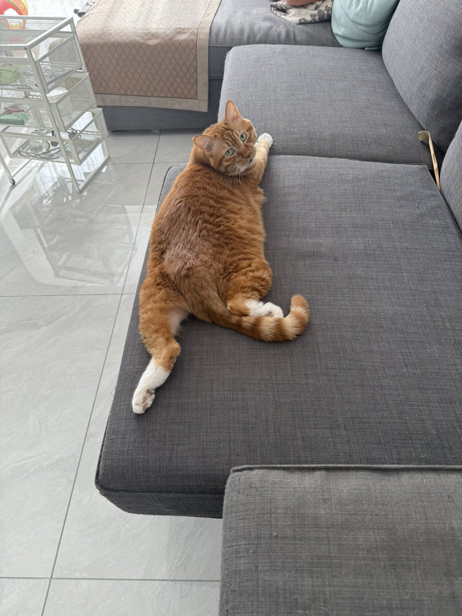 BadDogEgg's tweet image. 