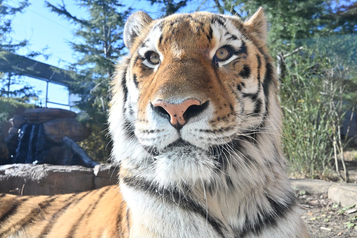 uber_tiger's tweet image. 令🐯✨
#那須どうぶつ王国 #アムールトラ