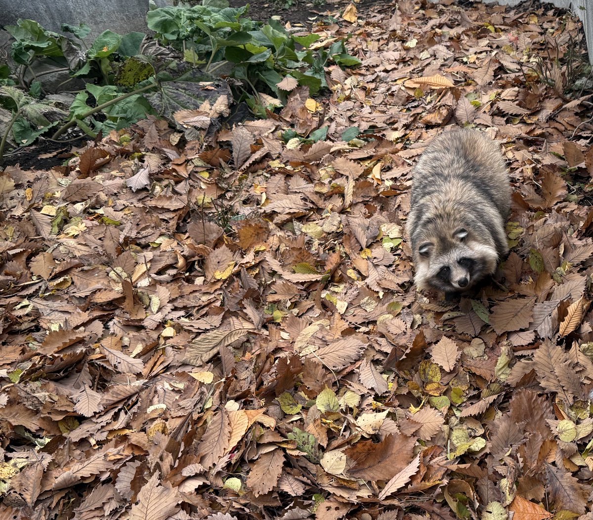 時にタヌキ寝入りをしてもよい 己の信じるタヌ道を突き進むのだ… タヌ