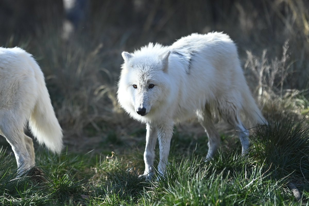 ホッキョクオオカミ
