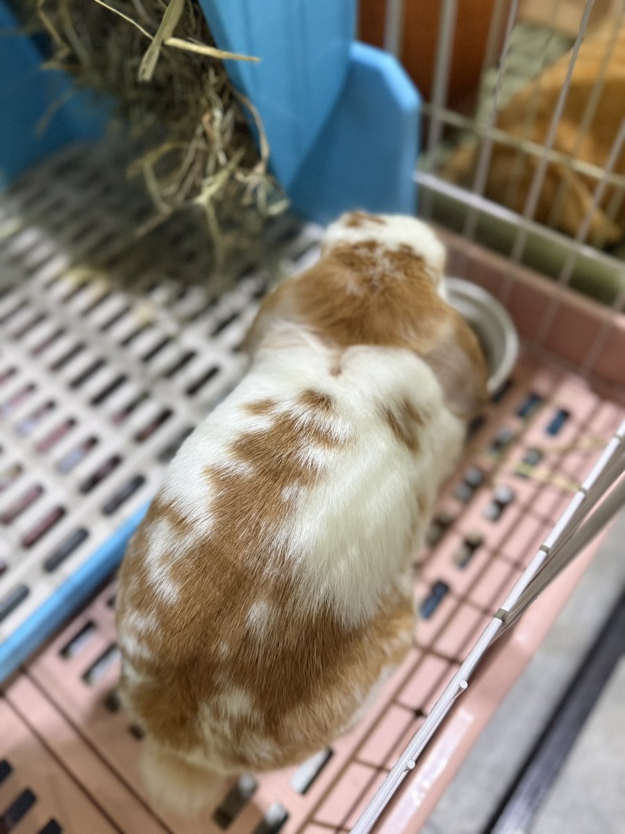 million901's tweet image. ชื่อมิลเลี่ยนเหมือนกัน แถมสีเหมือนกันอีก 
แต่🐰🐶 อุ๊ยยยย☺️