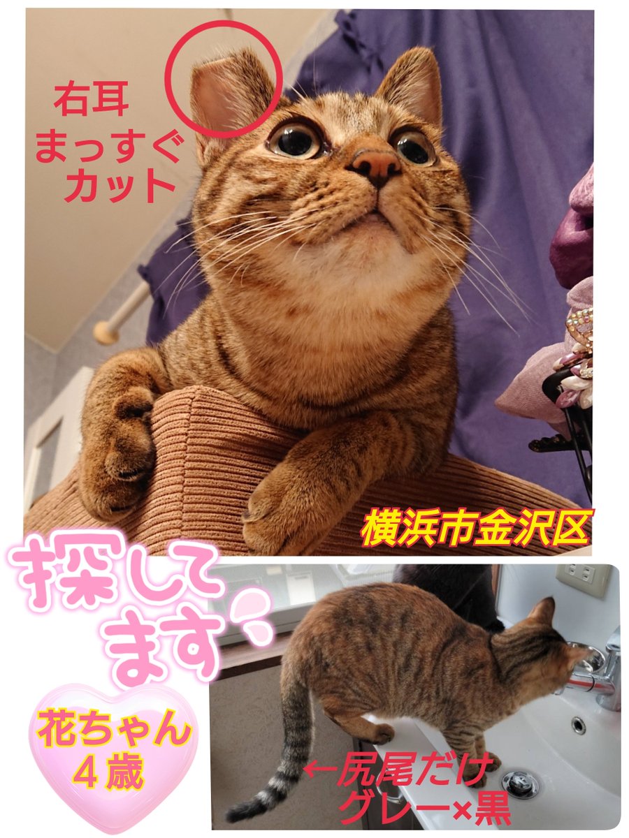 squirrelemi's tweet image. 猫を探しています。花ちゃん４歳。麦わら猫または、茶系のキジトラ。2024年4月11日横浜市金沢区富岡東の自宅から私の不注意で外に出てしまい行方不明のままです。手がかりや目撃情報はなくずっと探しています。
#猫を探しています 
#拡散希望 
#リポストお願いします 
#横浜市金沢区 
#迷子猫