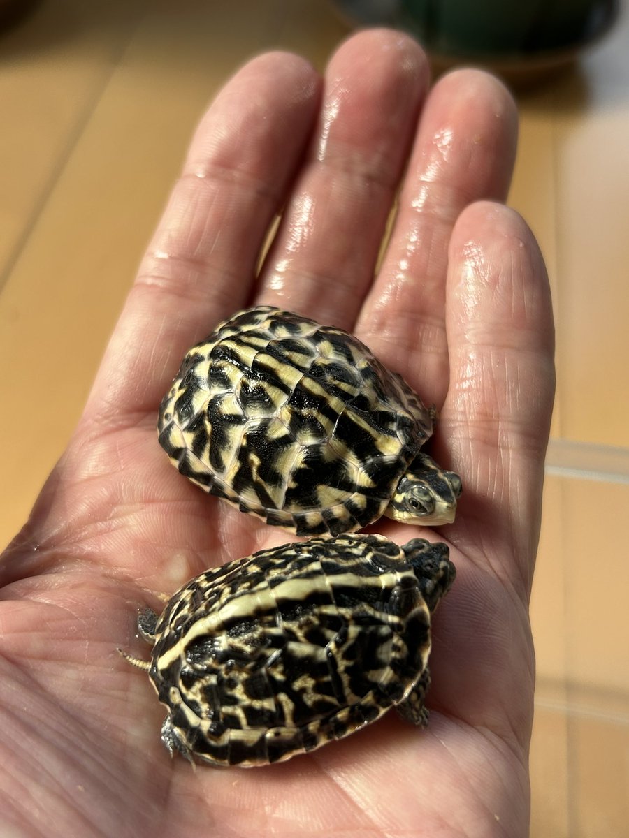 さとさと (@SatoSato_diary) / Posts / X